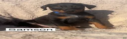 Doberman Pinscher dogs for sale: Samson - Ad 1