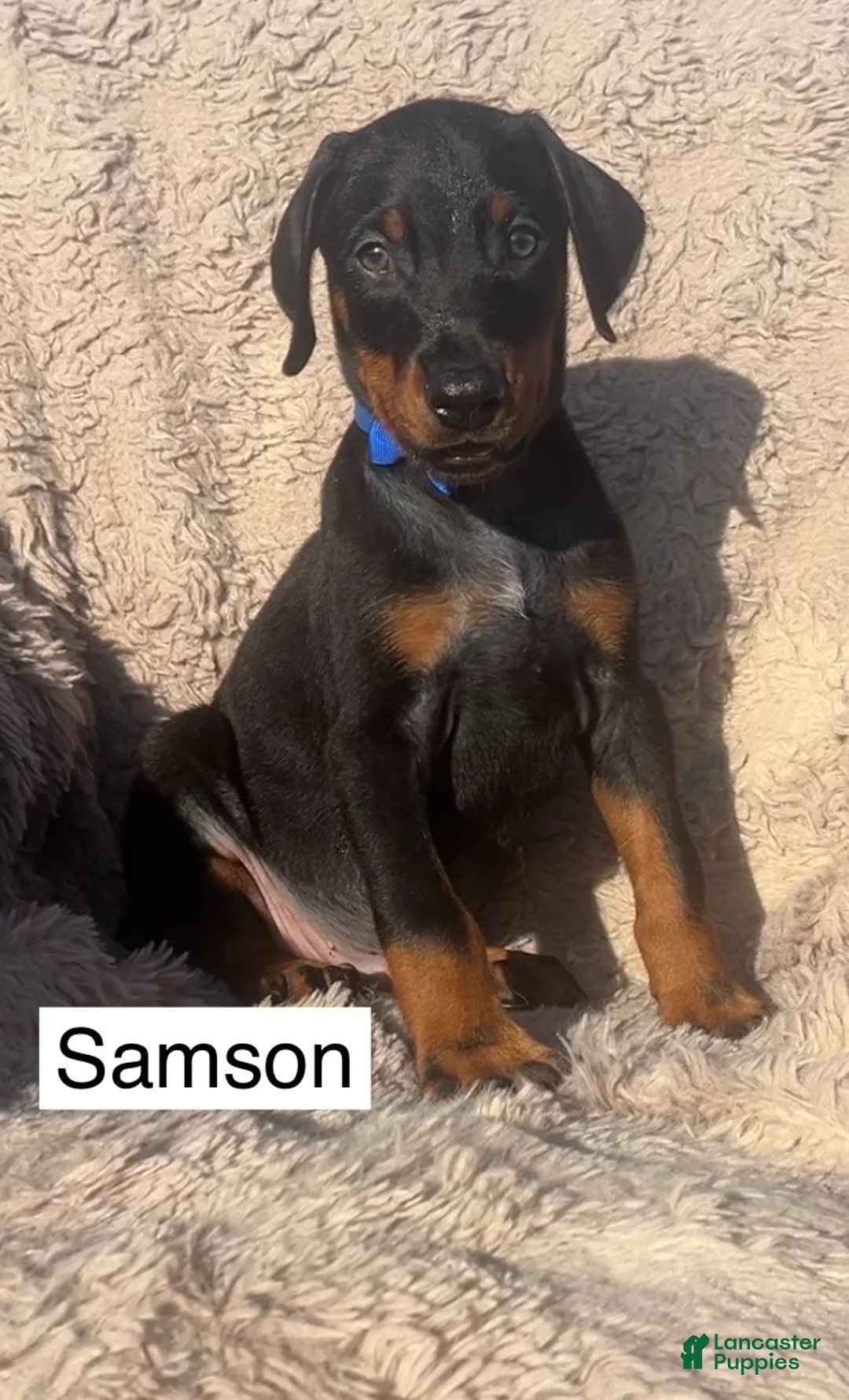 Doberman Pinscher dogs for sale: Samson - Ad 1