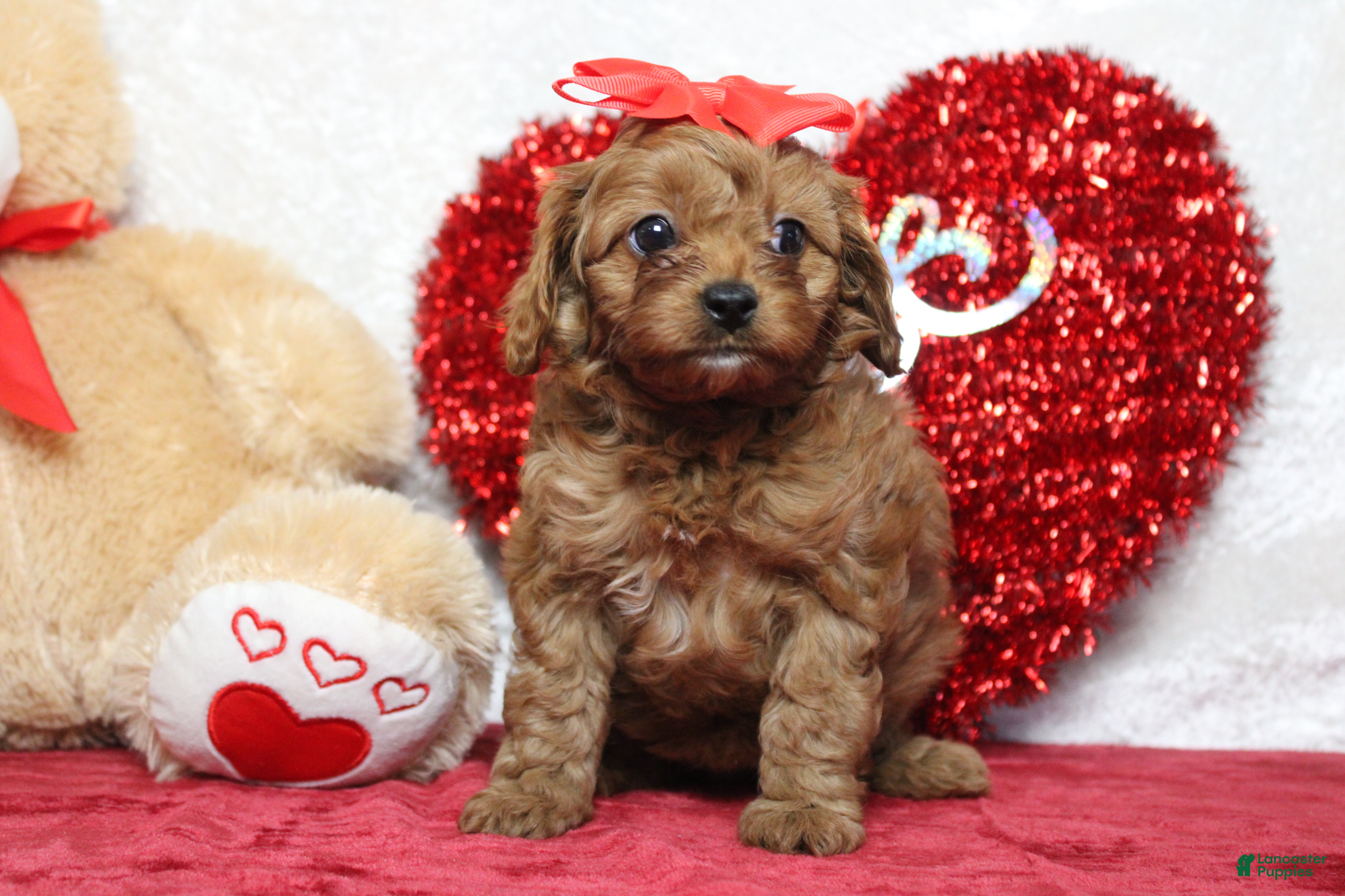 Cavapoo dogs Honey - Ad 20