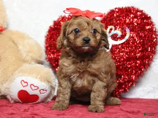 Cavapoo dogs Honey - Ad 20