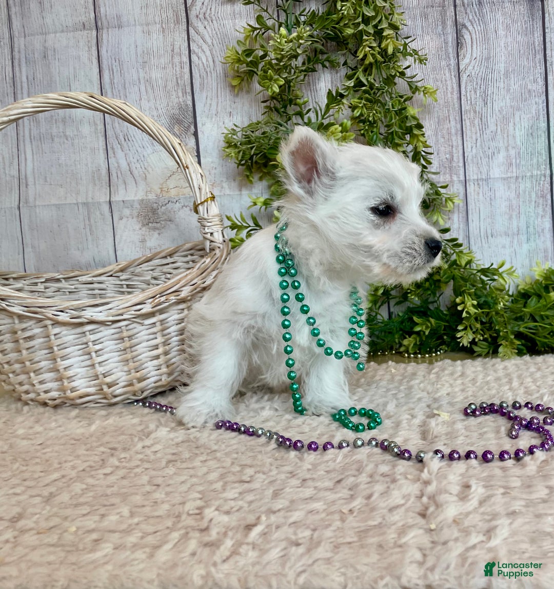 West Highland Terrier dogs for sale: Lexi, AKC - Ad 9