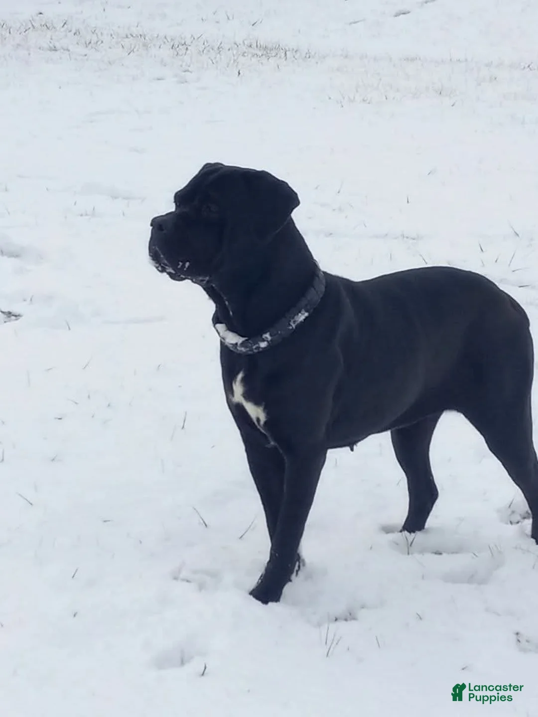 Cane Corso dogs for sale: Cane Corso Puppy 1 - Ad 5