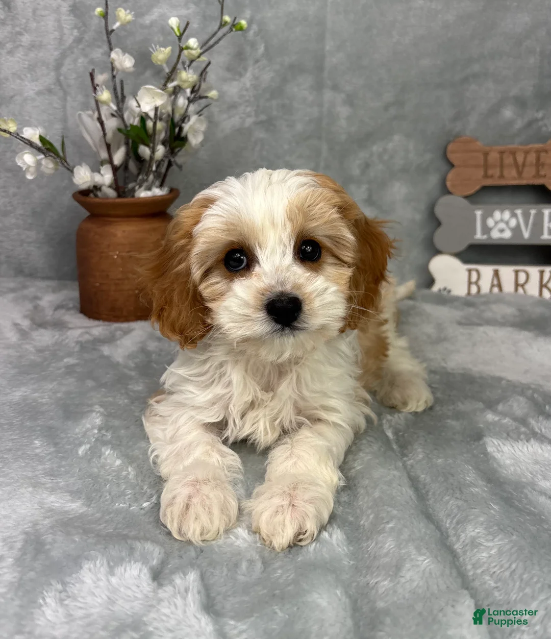 Cavapoo dogs for sale: Joey - Ad 5