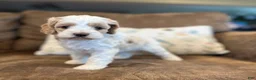Cockapoo dogs for sale: Buff and white/brown and black nose  - Ad 4