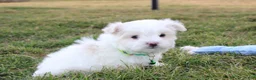 Maltese dogs for sale: Benny  - Ad 2