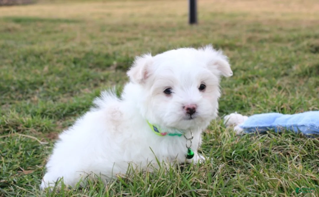 Maltese dogs for sale: Benny  - Ad 2