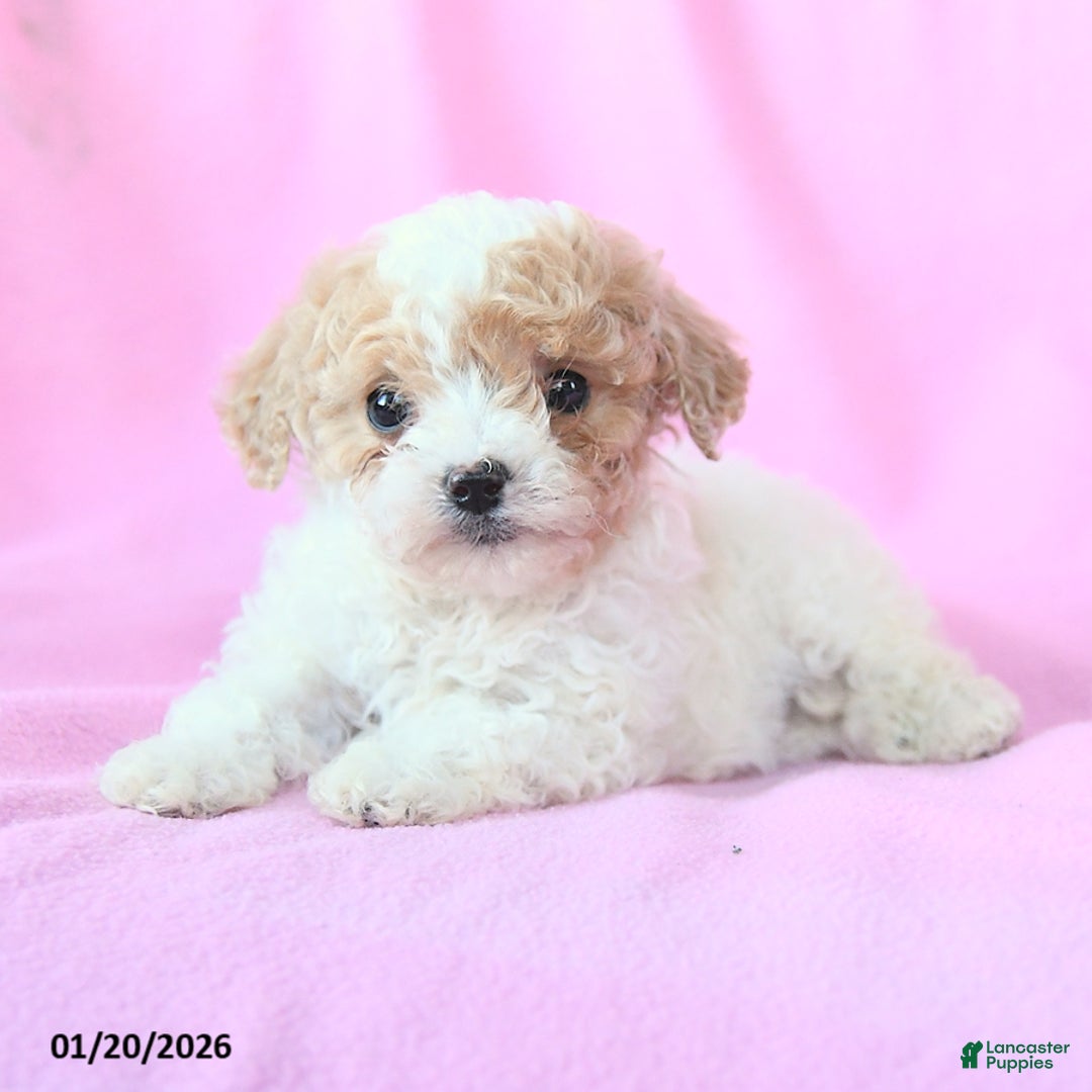 Toy Poodle dogs for sale: Owen - Ad 5