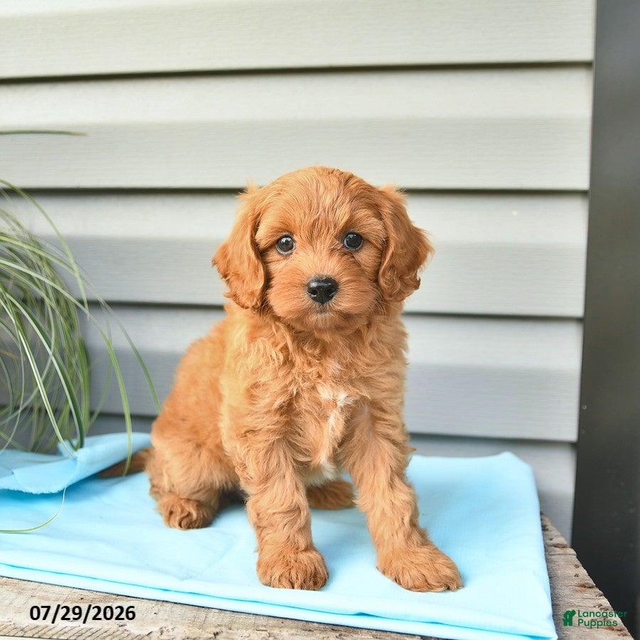Cavapoo dogs Angel - Ad 1