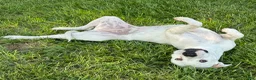 American Bulldog dogs for sale: American Bulldog Puppy  - Ad 2