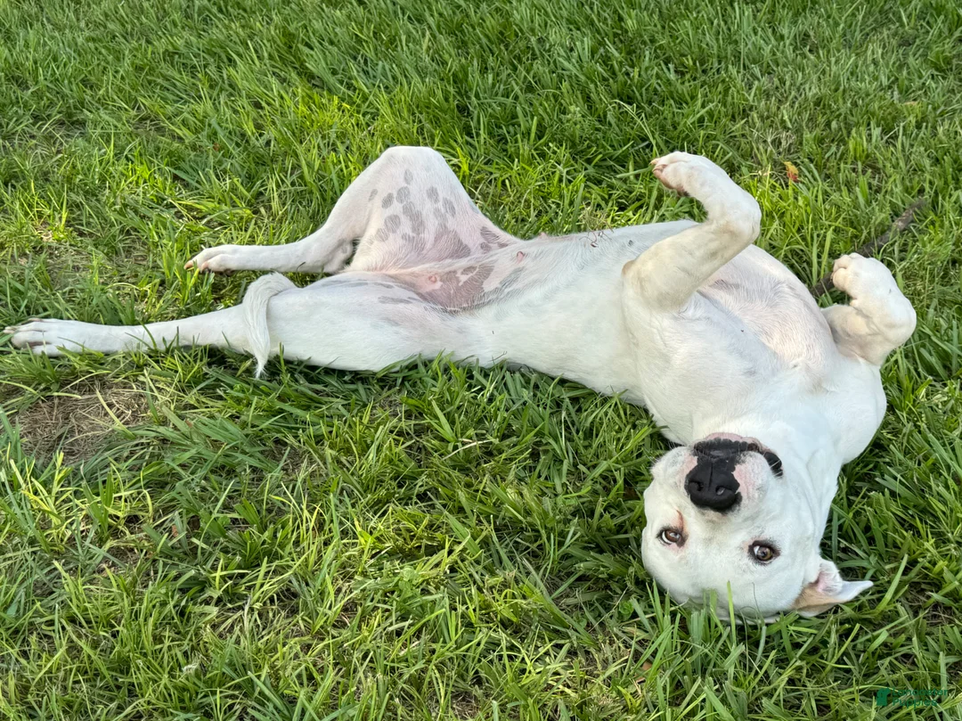 American Bulldog dogs for sale: American Bulldog Puppy  - Ad 2