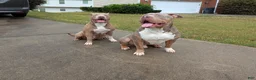 American Bully dogs for sale: King - Ad 6
