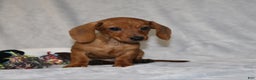 Miniature Dachshund dogs for sale: Chole - Ad 4