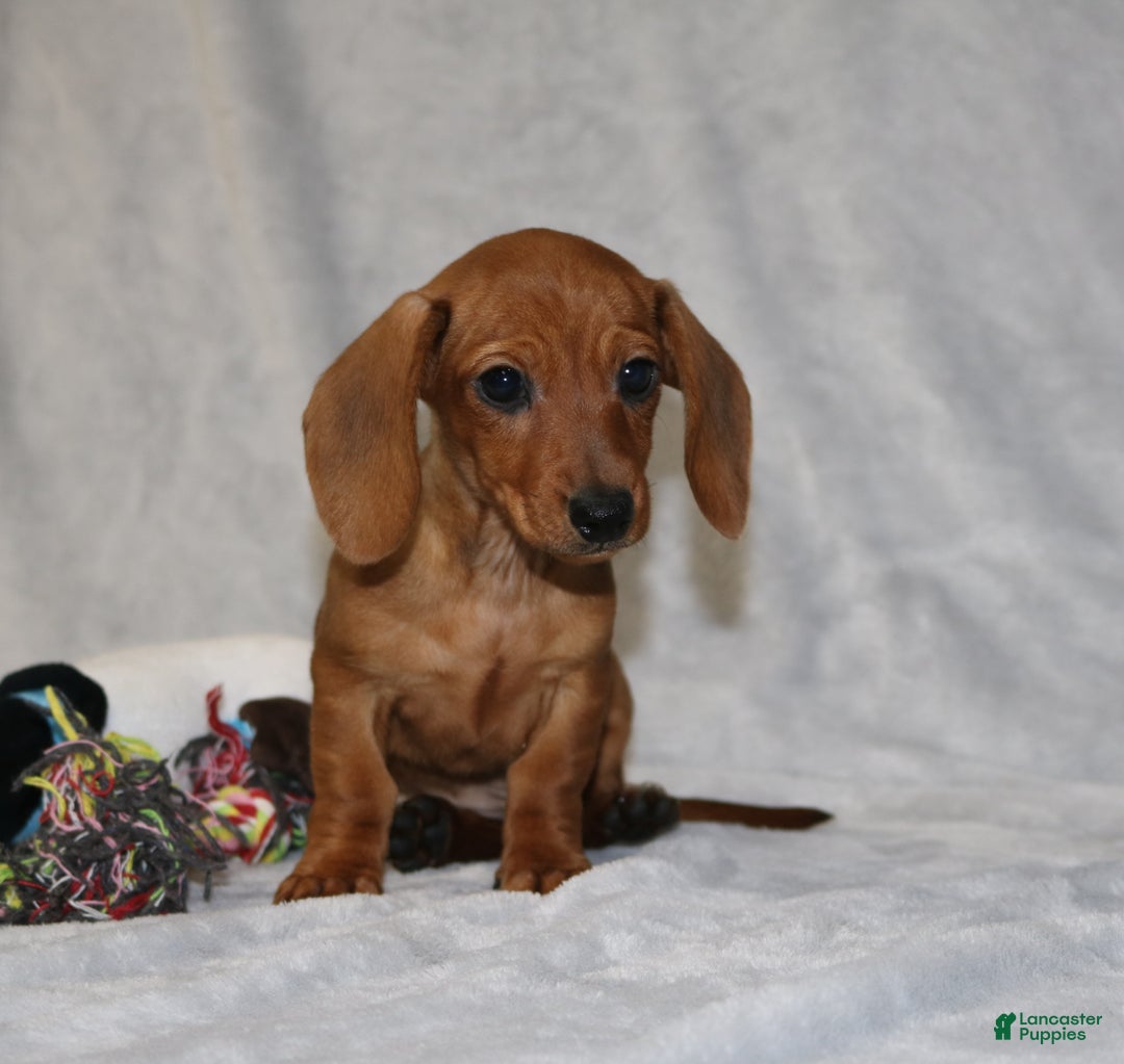 Miniature Dachshund dogs for sale: Chole - Ad 4