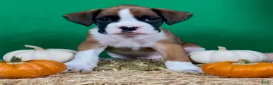 Boxer 2