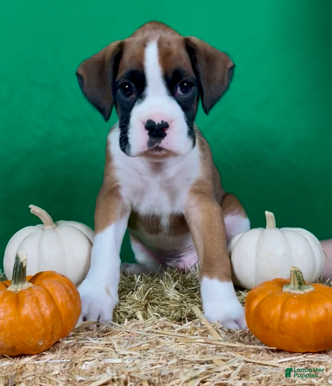 Boxer dogs for sale: Boxer 2 - Ad 1
