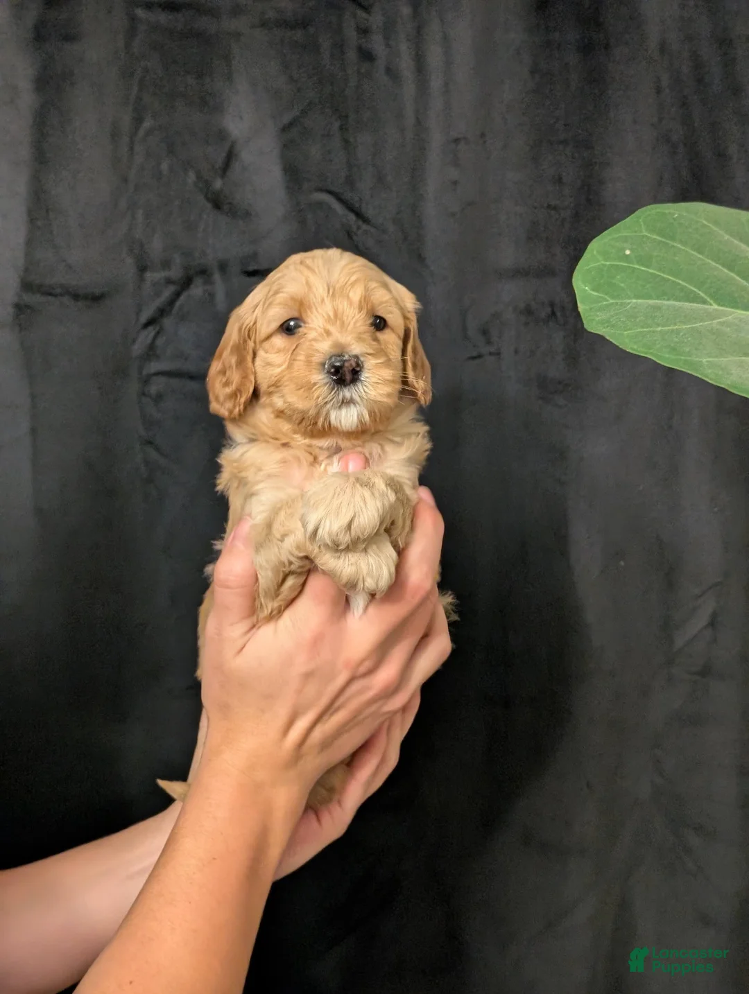 Cavapoo dogs for sale: Everest - Ad 1