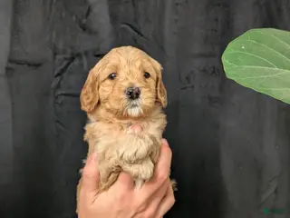 Cavapoo dogs for sale: Everest - Ad 4