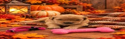 Golden Retriever dogs for sale: Mickey - Pink Collar - Ad 1