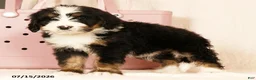 Bernedoodle dogs for sale: Dolly - Ad 4