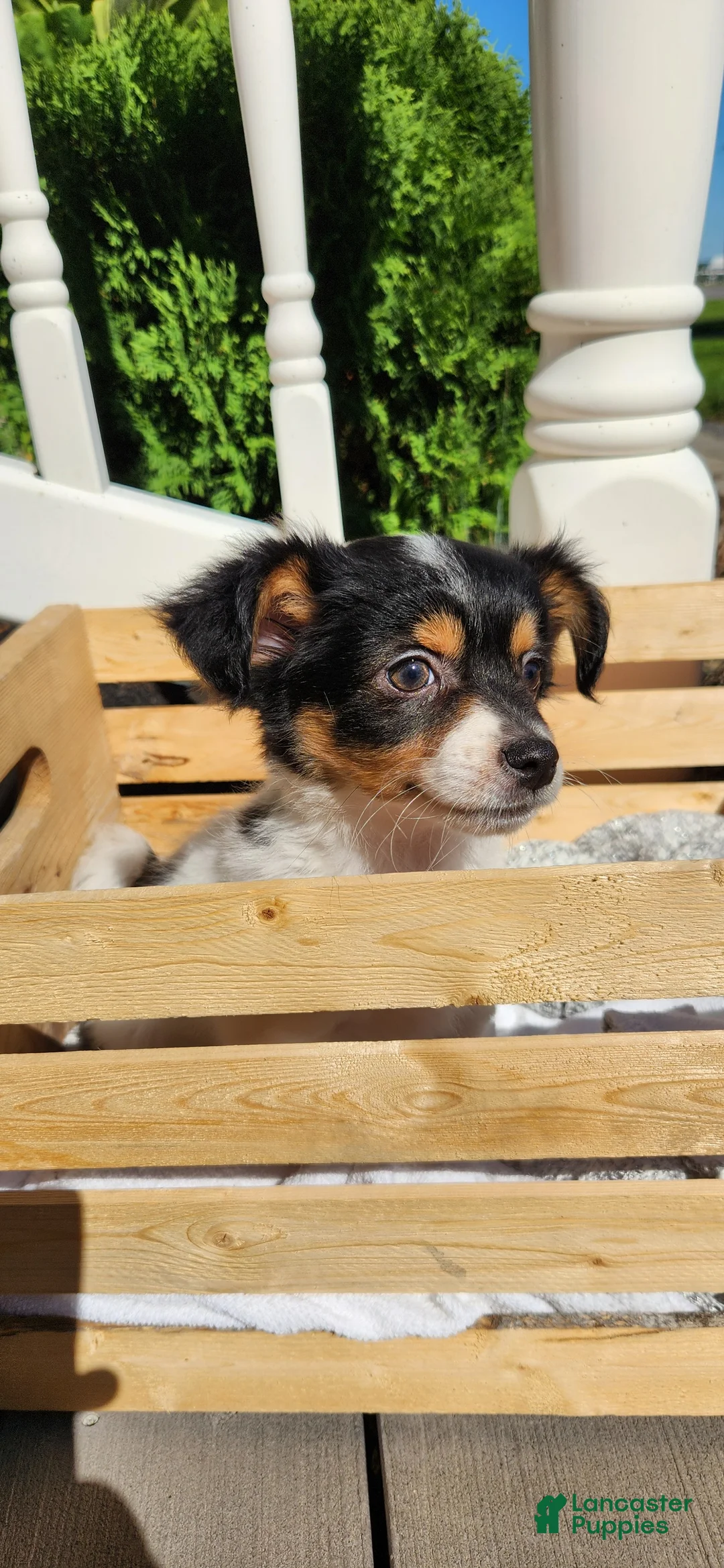 Chihuahua dogs for sale: Kipton - Ad 1