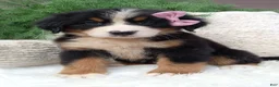 Bernese Mountain Dog dogs for sale: Molly - Ad 3