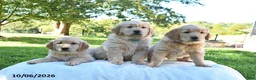 Golden Retriever dogs for sale: Roxie - Ad 5