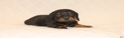 Miniature Dachshund dogs for sale: Rex - Ad 1