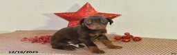 Doberman Pinscher dogs for sale: Chip - Ad 3