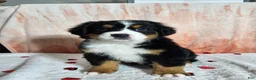 Bernese Mountain Dog dogs for sale: Hazel  - Ad 9