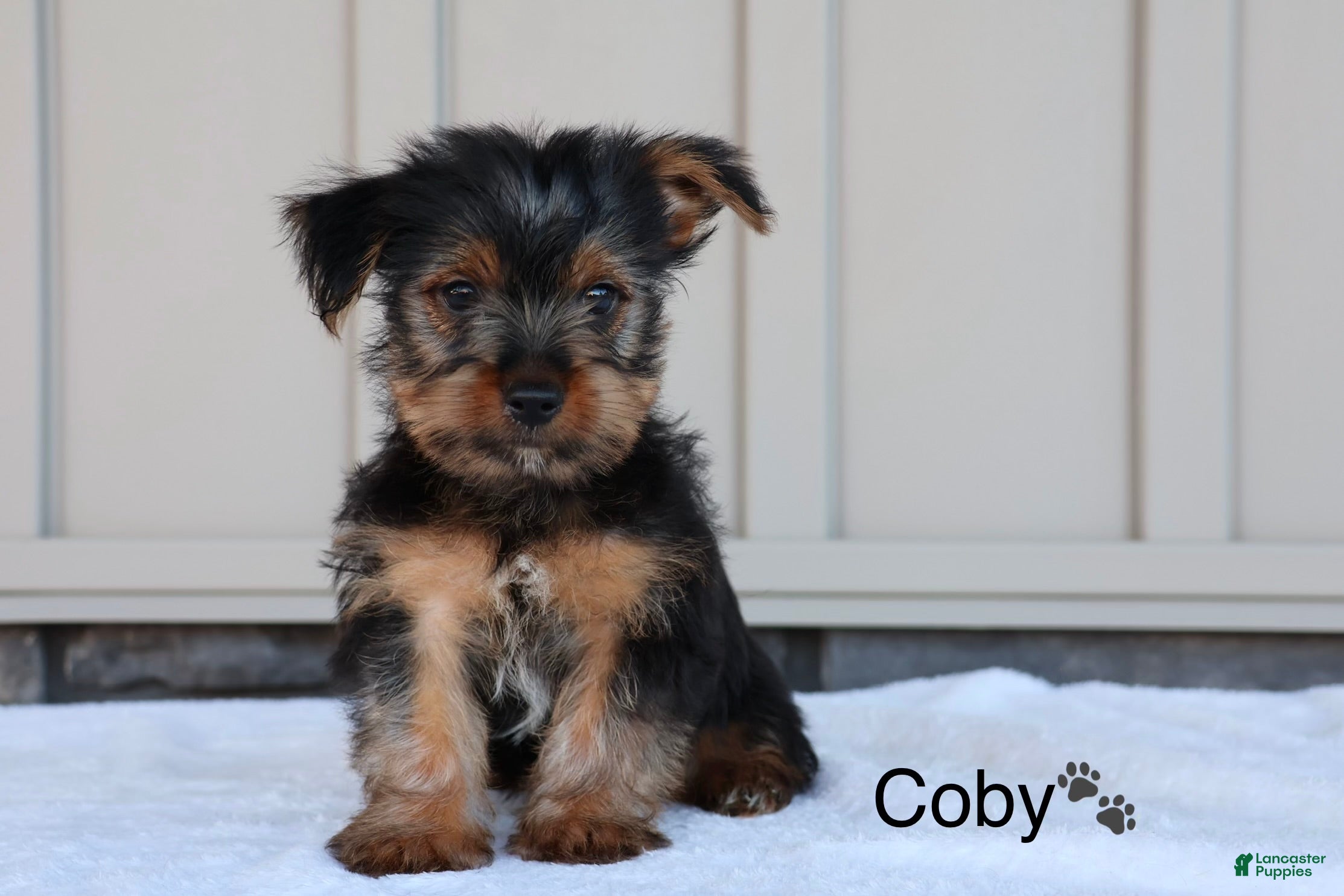 Yorkshire Terrier dogs Coby - Ad 1