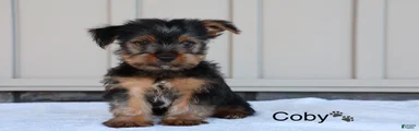 Coby