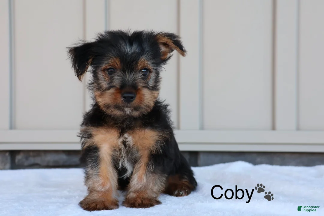 Yorkshire Terrier dogs for sale: Coby - Ad 1