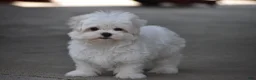 Maltese dogs for sale: Teddy - Ad 5