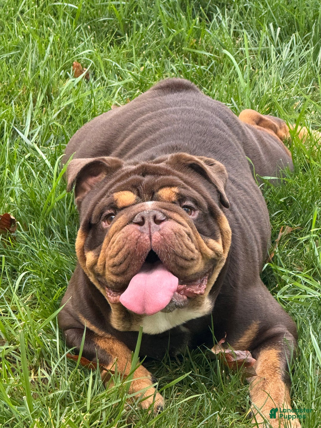English Bulldog dogs for sale: Khal Drogo - Ad 14