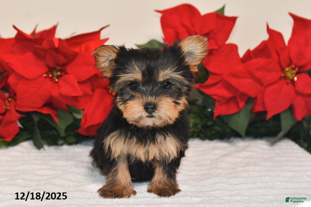 Yorkshire Terrier dogs for sale: Jenny - Ad 3