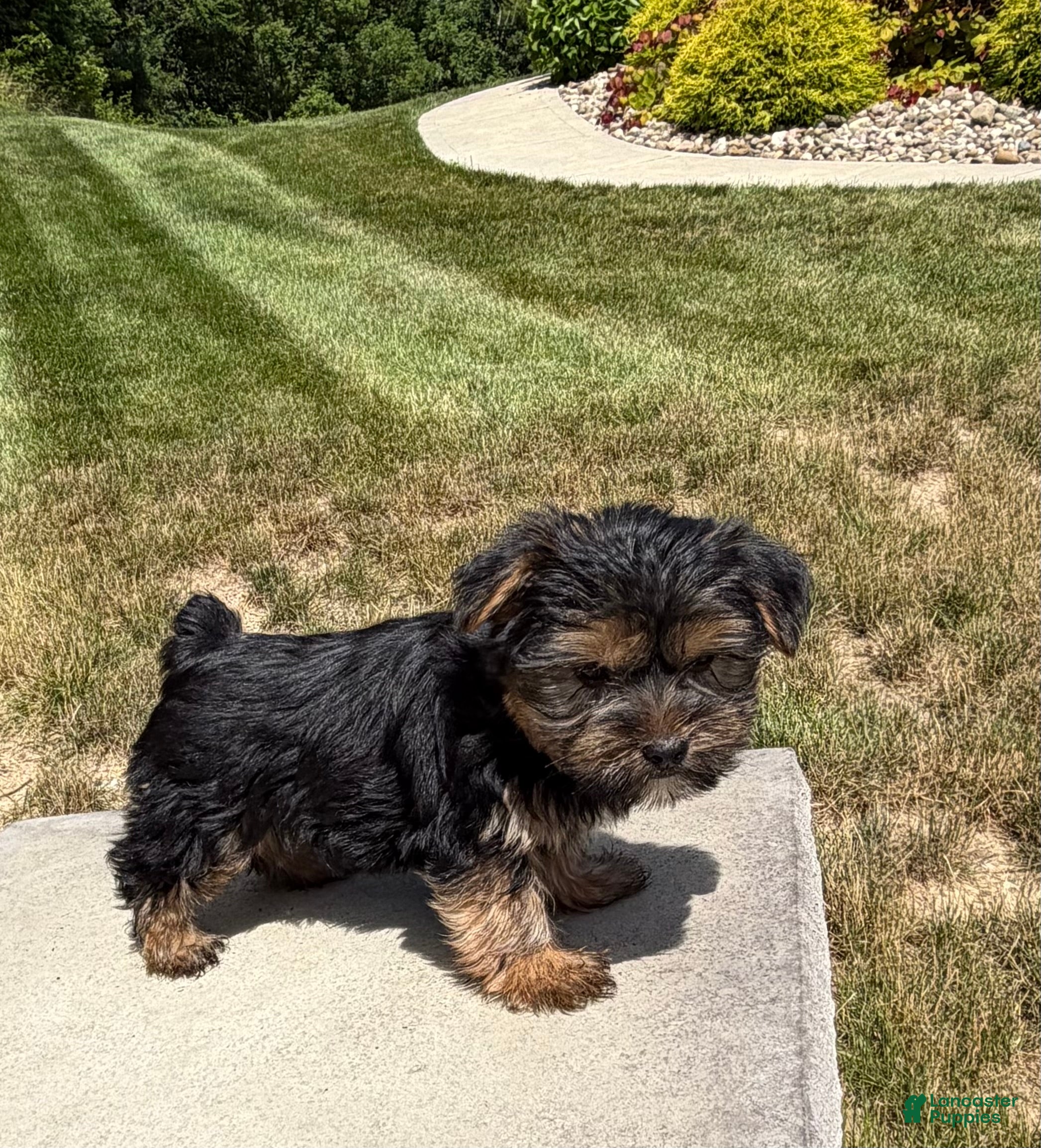 Yorkshire Terrier dogs Xena - Ad 1