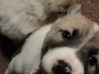 Mixed Breed dogs Baby JoJo - Ad 32