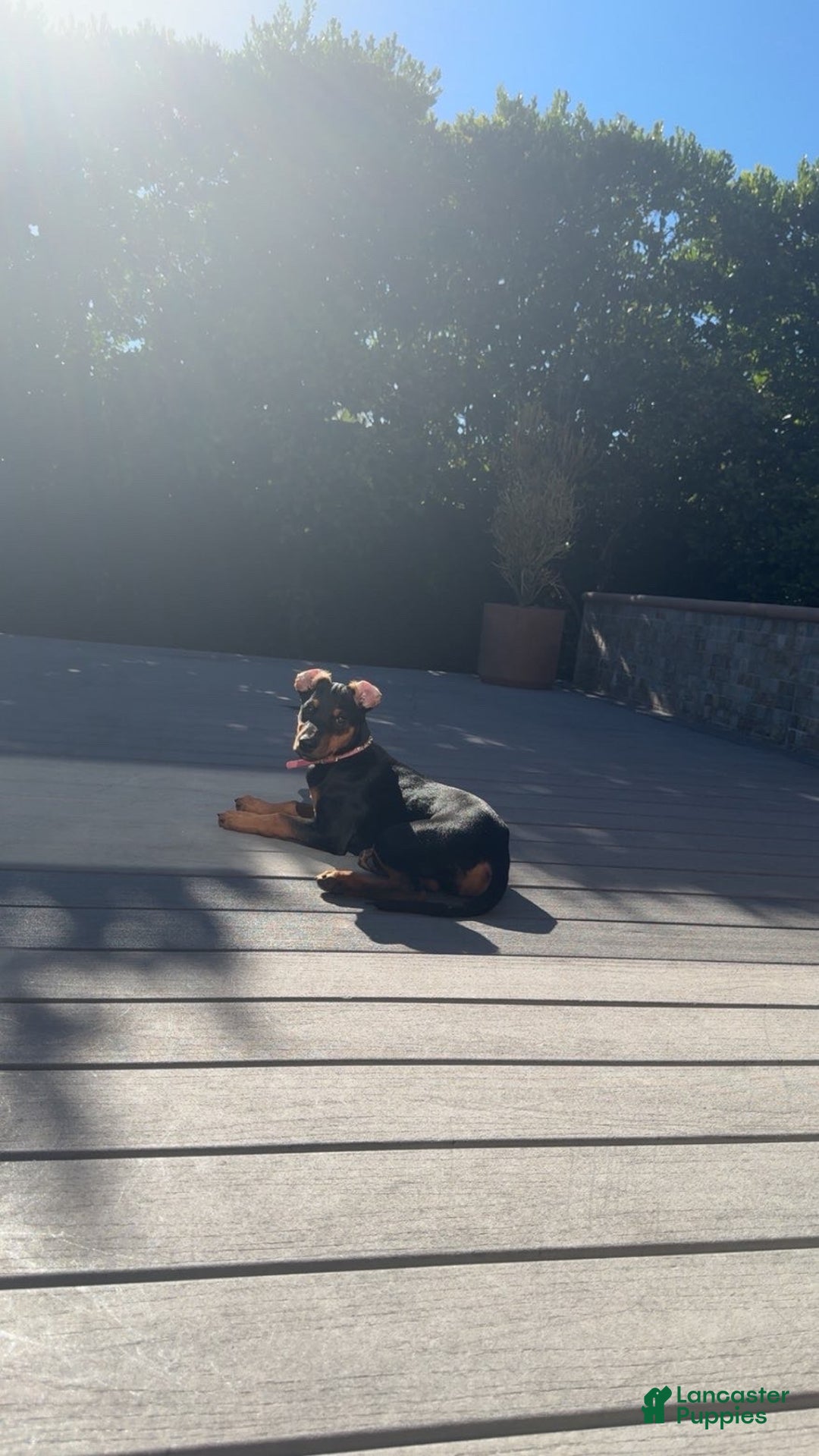 Doberman Pinscher dogs for sale: Doberman Pinscher Puppy 1 - Ad 1