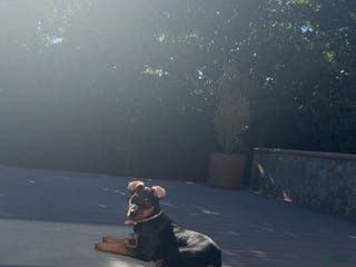 Doberman Pinscher dogs Doberman Pinscher Puppy 1 - Ad 11