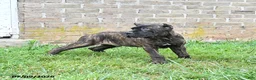 Cane Corso dogs for sale: Dawson - Ad 5