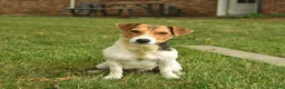 Jack Russell Terrier dogs for sale: Roy  - Ad 4
