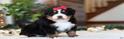 Bernese Mountain Dog dogs for sale: Princess Star - Ad 8