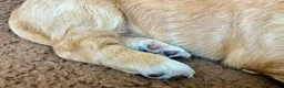 Miniature Dachshund dogs for sale: PAWS UP, IT’S GOOD!  - Ad 6