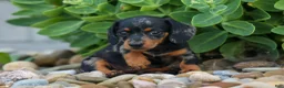 Miniature Dachshund dogs for sale:  Tilly 🎀 - Ad 13