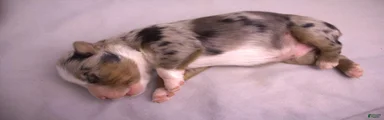 Blue merle male
