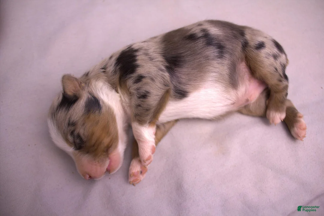 Miniature Australian Shepherd dogs for sale: Blue merle male - Ad 1