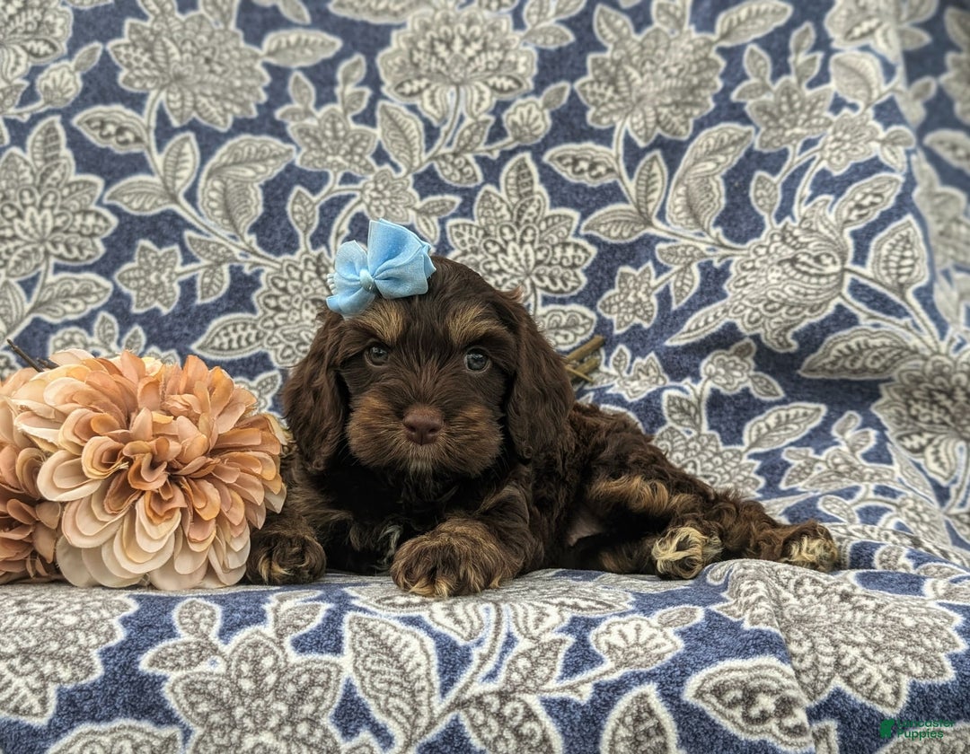 Cockapoo dogs for sale: Krystal - Ad 13