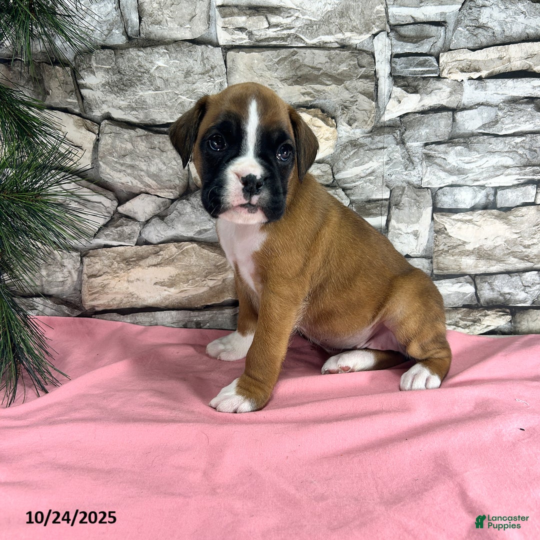 Boxer Puppies for sale in New York Lancaster Puppies
