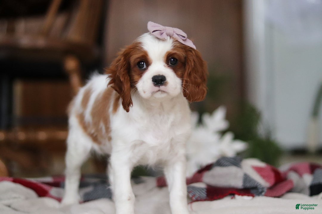 Cavalier King Charles Spaniel dogs for sale: Ivy - Ad 6