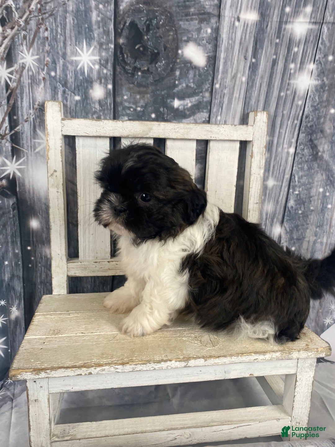 Shih Tzu dogs for sale: Teddy - Ad 9